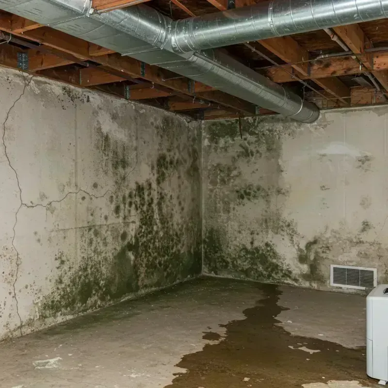 Professional Mold Removal in Upland, IN